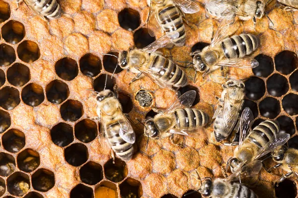 Bienenstock Rahmen Mit Bienen — Stockfoto