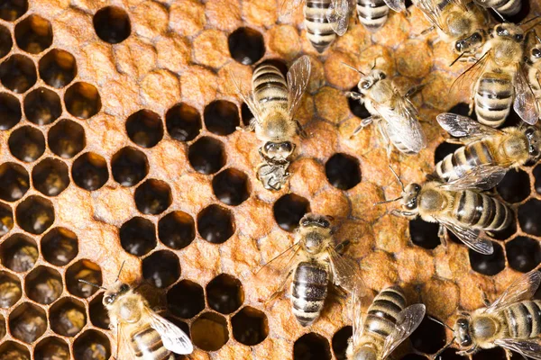 Bee Hive Frame Bees — Stock Photo, Image