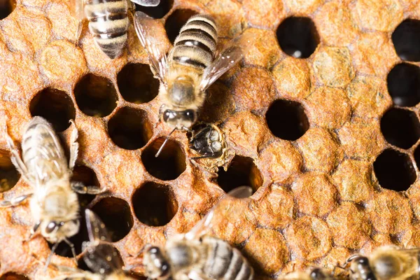 Бджолиний Вулик Рамка Бджолами — стокове фото
