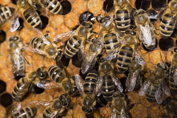 Ruche Abeille Cadre Avec Abeilles — Photo