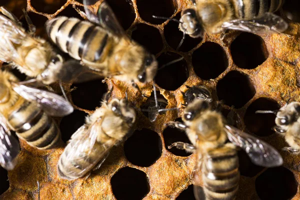 Bienenstock Rahmen Mit Bienen — Stockfoto