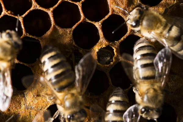 Бджолиний Вулик Рамка Бджолами — стокове фото