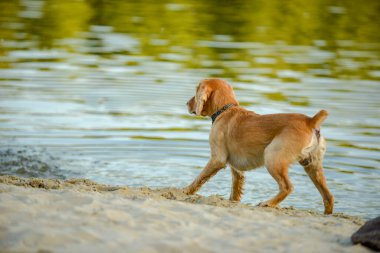 Çocuk, 7 Haziran 2020 'de Desna Nehri kıyısında Chernihiv Ukrayna' da bir köpekle oynuyor.