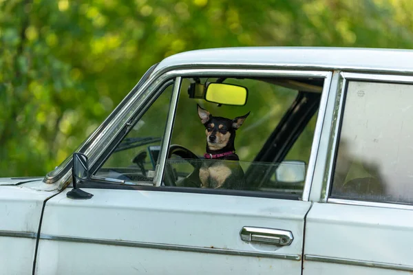 Dogs Quarantined Due Virus Animal Sitting Car — Stock Photo, Image