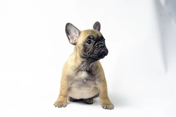 Chiots Francais Bulldogs Couleur Marron Peu Main Droite Stock Photo Chiots Francais Bulldogs Couleur Marron Peu Main Droite Stock Photo
