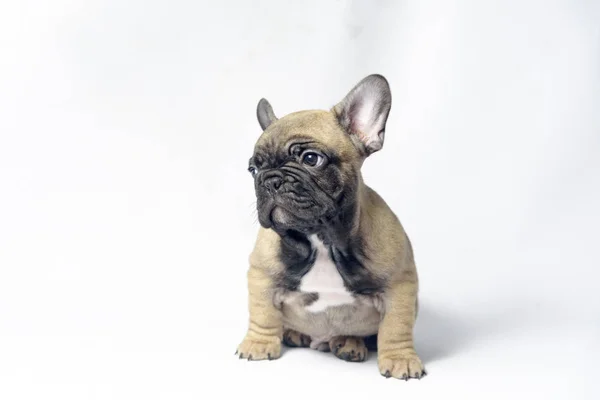 Cachorros Bulldogs Frances Color Marron Adorable Naturaleza Stock Photo Cachorros Bulldogs Frances Color Marron Adorable Naturaleza Stock Photo