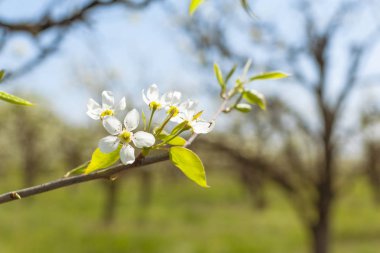 bulanık doğa arka plan üzerinde kiraz çiçekleri