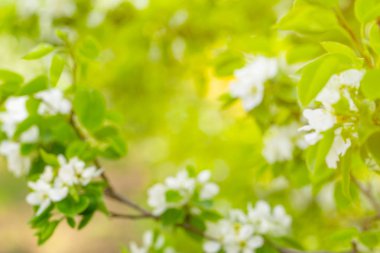 Yeşil bulanık arkaplan ve güneş ışığı