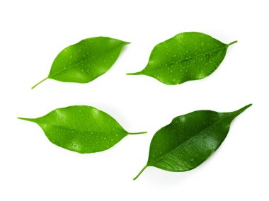 yaprakların beyaz arka plan üzerinde izole kapatmak