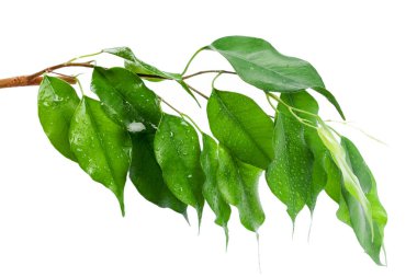 yaprakların beyaz arka plan üzerinde izole kapatmak