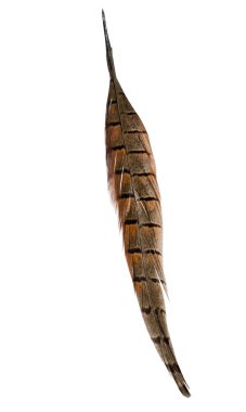 kuş tüyü beyaz arkaplanda izole edildi