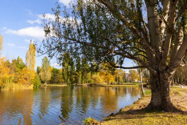 Gündüz renkli sonbahar park