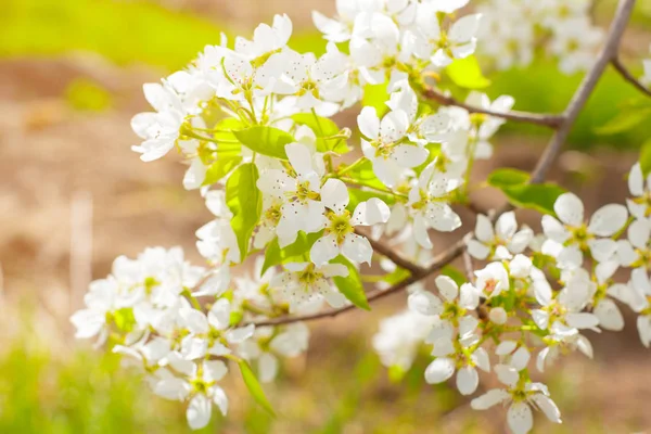 Flores Cerejeira Sobre Fundo Natureza Turva — Zdjęcie stockowe