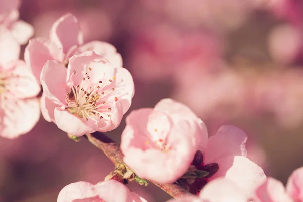 Pembe Çiçekli Bahar Ağacı — Stok fotoğraf