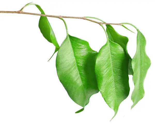 Helder Groene Dakranden Geïsoleerd Witte Achtergrond — Stockfoto