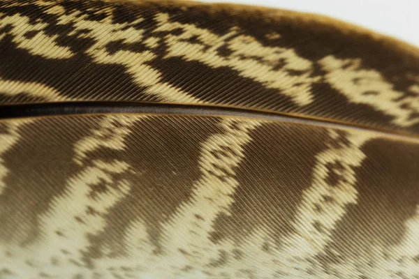 Detail View Brown Feathers Background — Stock Photo, Image