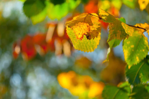 Близкий Вид Цветных Осенних Листьев — стоковое фото