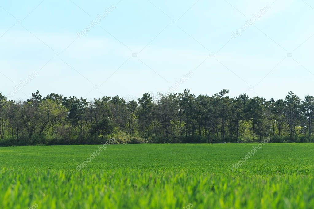 beautiful Green field on background