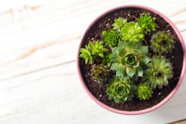 Ayrıntı görünümü taze yeşil bitkilerin