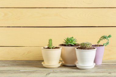 Ayrıntı görünümü taze yeşil bitkilerin