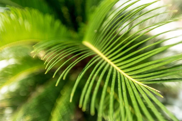 palmiye yaprakları gündüz yakın çekim