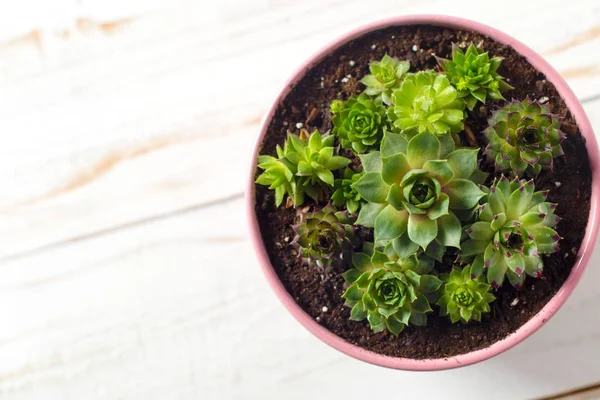 Ayrıntı görünümü taze yeşil bitkilerin