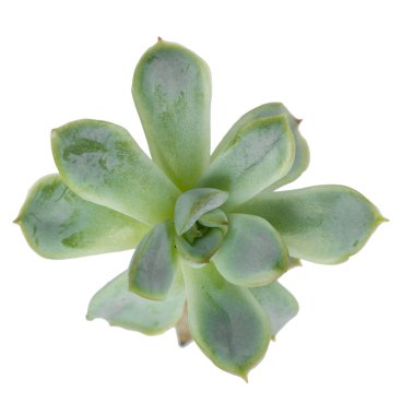 succulents bitki tencerede beyaz zemin üzerine izole yakın çekim 
