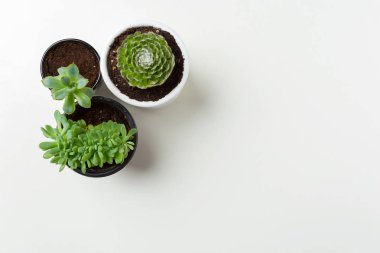 Beyaz arka plan üzerinde izole kap bitkilerde succulents yakın çekim 