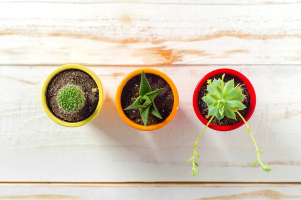 Beyaz ahşap zemin üzerinde saksı bitkileri 