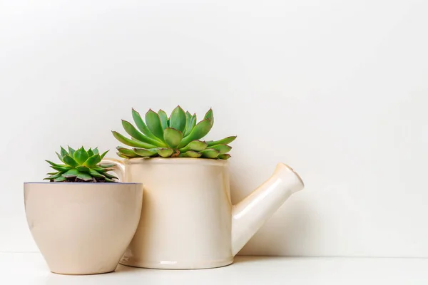 Small succulent plants in pots isolated on white background, close-up