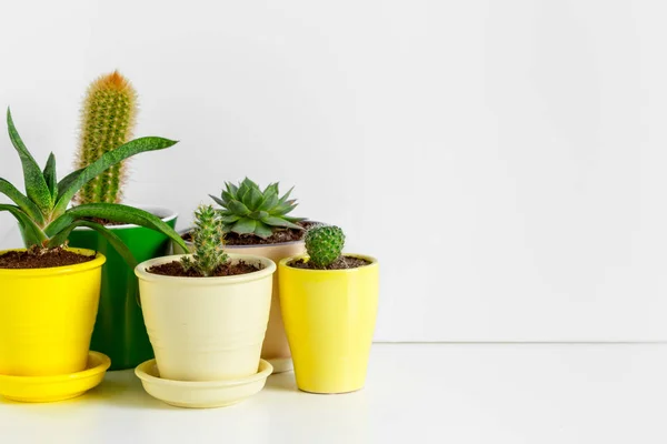 Plantes Succulentes Dans Des Pots Isolés Sur Fond Blanc Gros — Photo