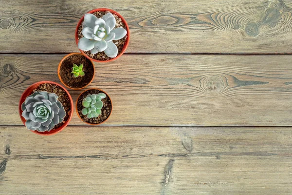 Tablo üzerinde gruplandırılmış etli bitkiler