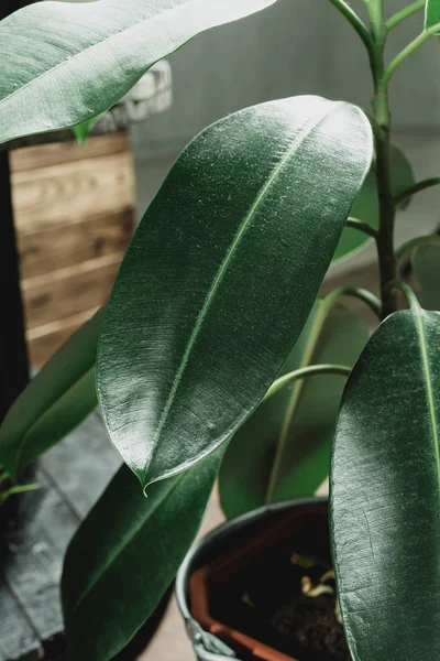 Tropikal yeşil yaprakları bileşimi