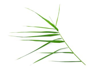 beyaz zemin üzerine yeşil yaprakları ile kök