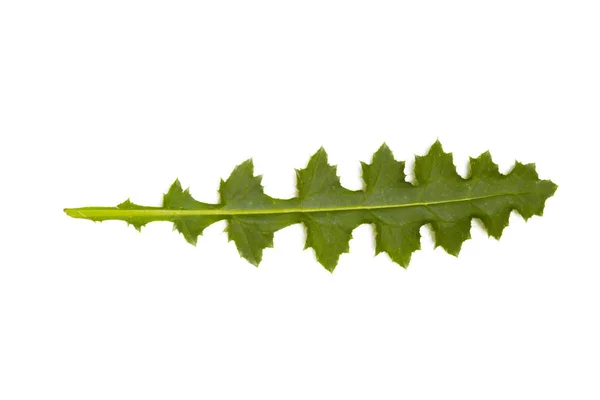 Zielony Liść Izolowany Białym Tle — Zdjęcie stockowe