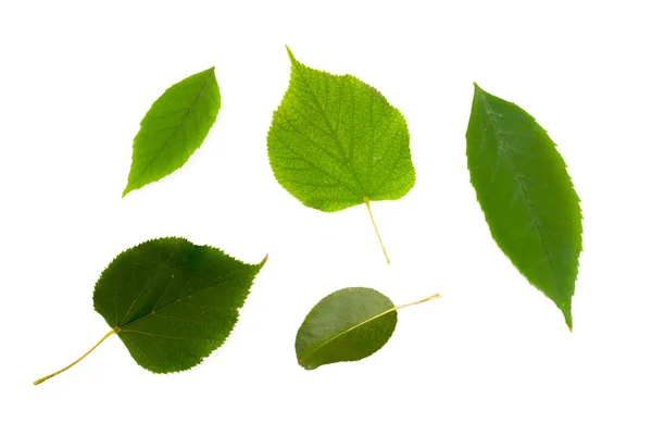 Green Leaves Isolated White Background — Stock Photo, Image