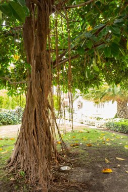 Güneşli bir gün, güzel yeşil park 