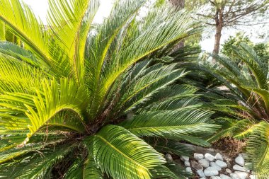 yeşil palmiye yaprakları yakın çekim 