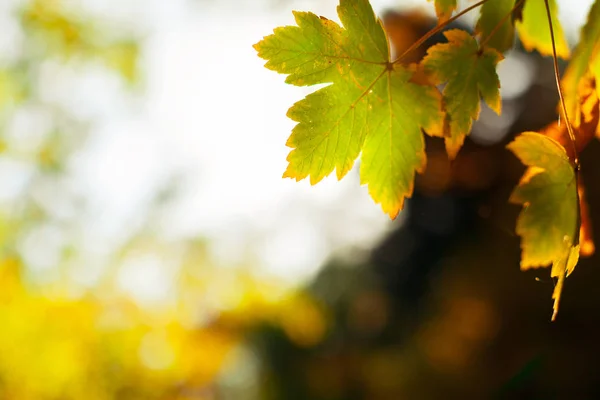 Осенние Листья Размытом Фоне — стоковое фото