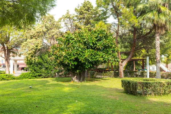 Giardino Con Belle Piante Tropicali Verdi — Foto Stock