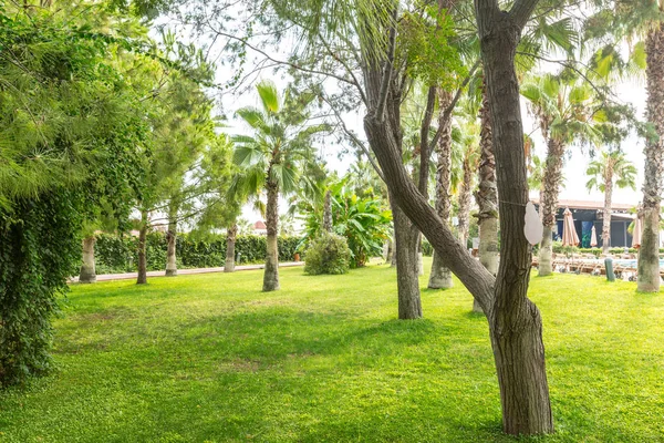 Bellissimo Parco Verde Nella Giornata Sole — Foto Stock