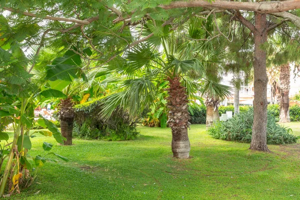 Jardin Avec Belles Plantes Tropicales Vertes — Photo