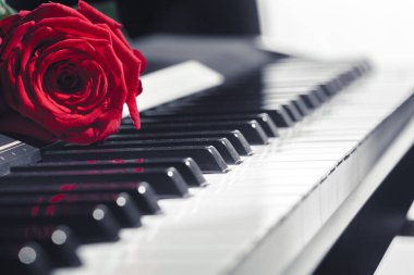 piyano ile kırmızı gül, görünümü kapatın 
