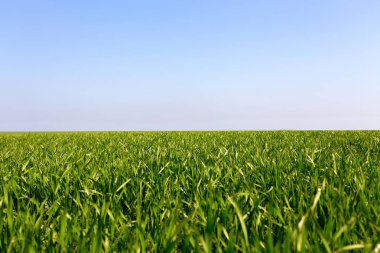 Bahar yeşil alan mavi gökyüzü ile