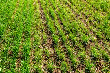 Bahar yeşil alanın bitki ile görünümü Kapat