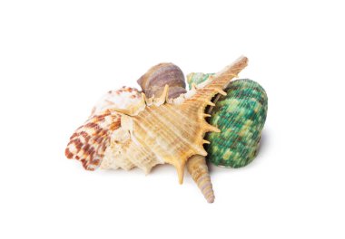 beyaz arkaplanda izole edilmiş deniz kabukları
