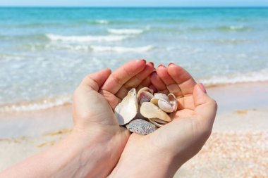 Sahilde deniz kabuklarını tutan el