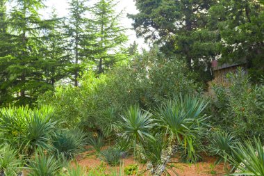 Taze yeşillik ve otlar ile Park