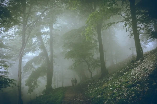 Красивый Зеленый Пейзаж Туманного Дерева — стоковое фото