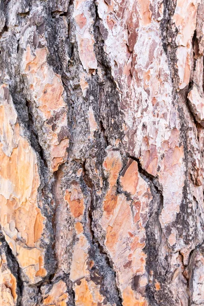 Bark Tree Texture Close — Stock Photo, Image